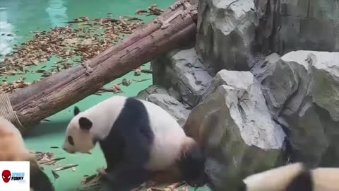 stubborn cute panda