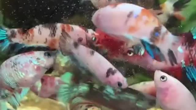 Cute Fish Beta Baby