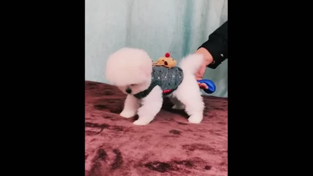 Funny and Cute Pomeranian Videos #4 | Cutest Puppies