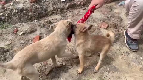 Puppies are eating mud.‼️ Is it because of hunger?😮