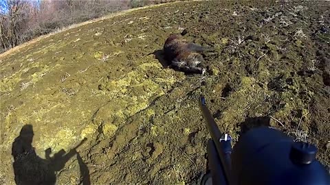 TOP 5 Charge D'un Sanglier 2021 - Wild Boar Attacks