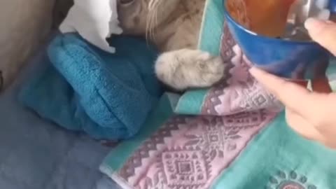 Funny dogs And Cute cats videos Very very Funny Animals Video. Please Follow My Channel