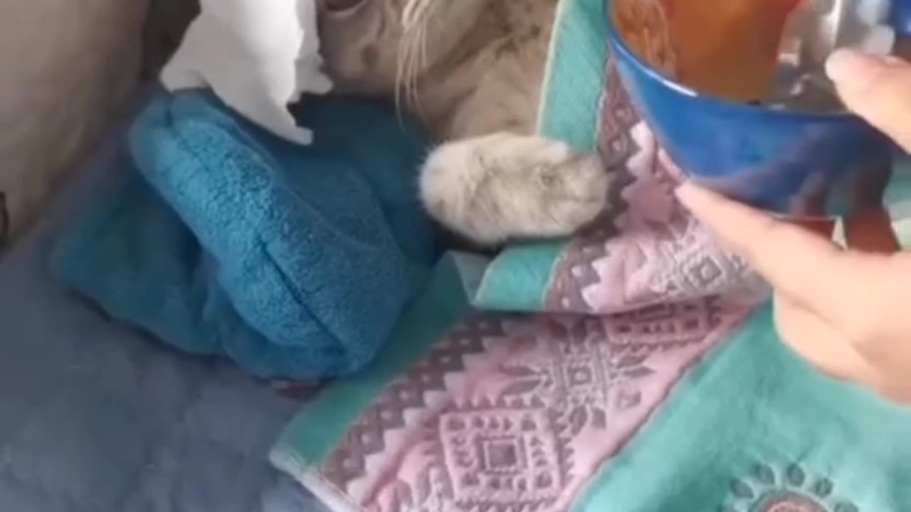 Funny dogs And Cute cats videos Very very Funny Animals Video. Please Follow My Channel