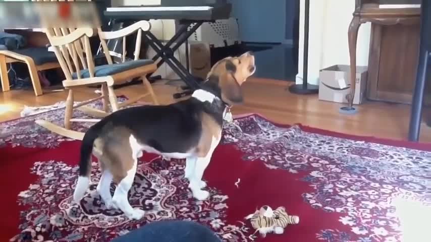 Hilarious dogs singing to music compilation