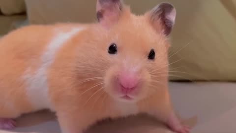 Little hamster