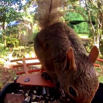 Squirrel watching with a Smart Bird Feeder that uses a webcam
