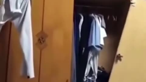 Funny Cats and Dogs - Funny Animals Video