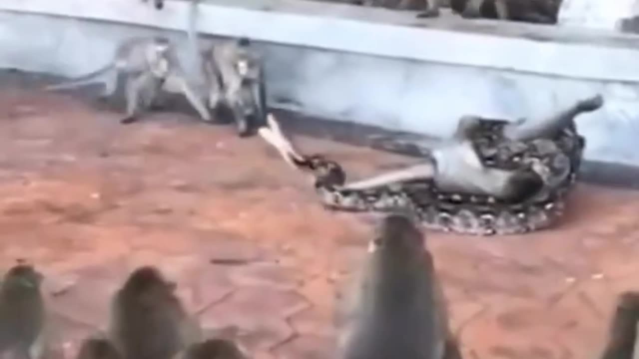 Snake Eat Whole Monkey In Front Of His Elders | Viral World1