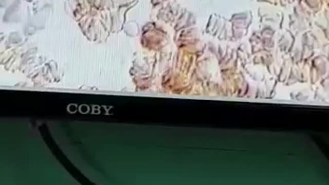 顯微鏡顯示打了疫苗的細胞逐漸缺氧，死亡