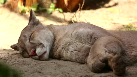 ground based mountain lion