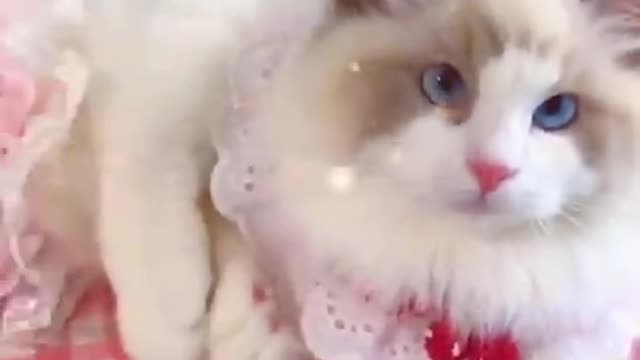 Awesome cute cat videos funny Vol5❤️ Cat Cash Compilation chines💚