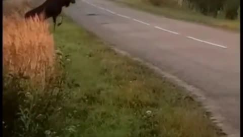 Elk runs away from poachers.