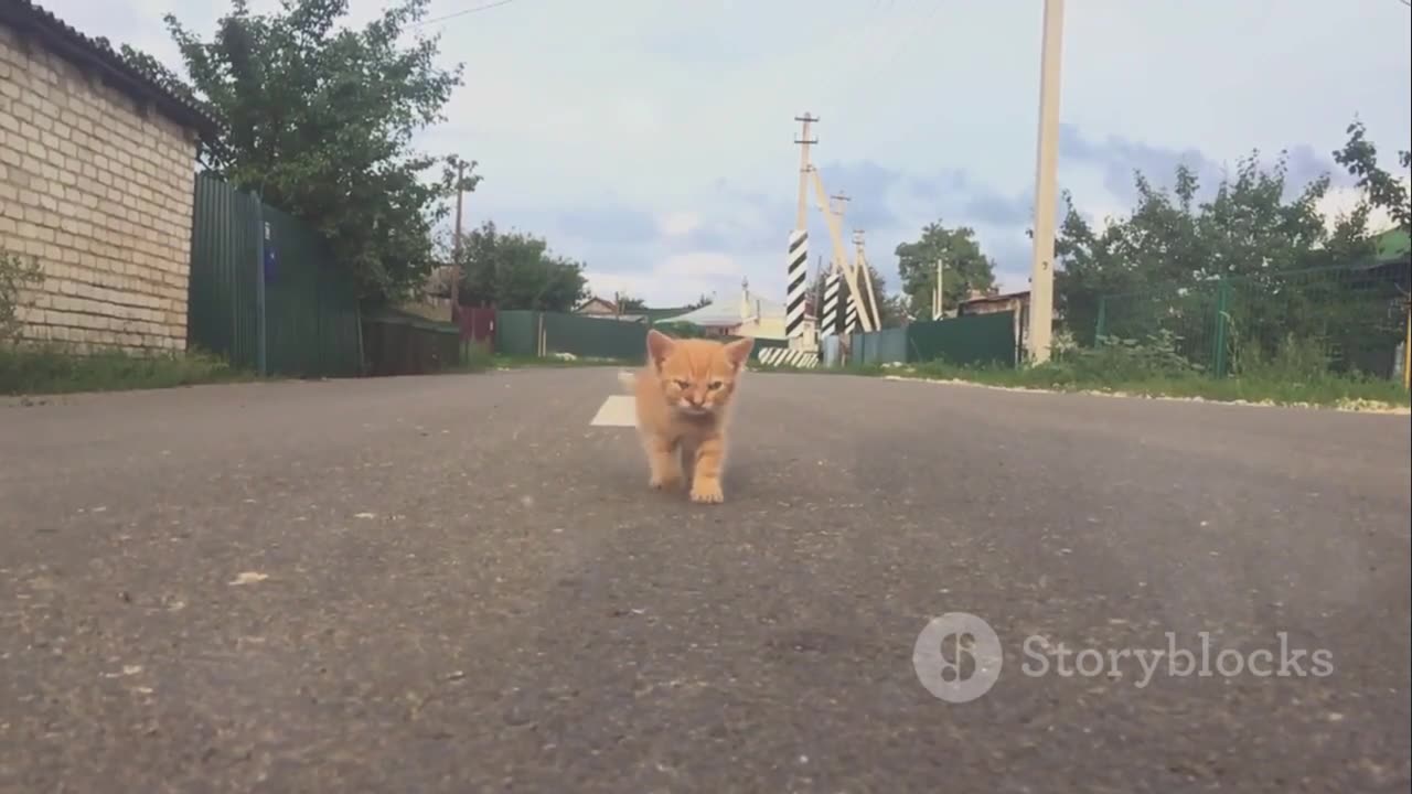 Missing Siamese Cat Travels 1200 km to Reunite with Family!