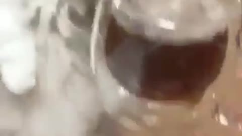 Cut cat