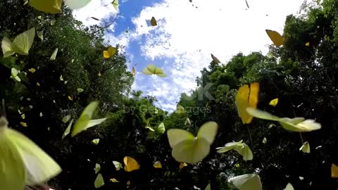 video slow motion of butterfly flying