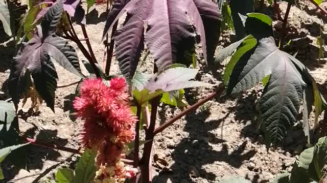 What is this red flower? It's tenacious