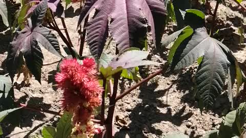 What is this red flower? It's tenacious