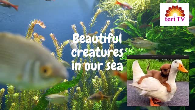 Wonderful living creatures of this universe