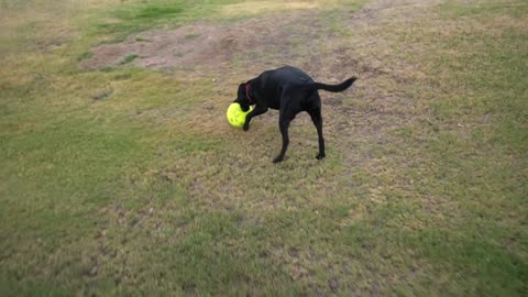 Labrador Vs GIANT TENNIS BALL!