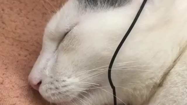Cuta π cat πΊπΊ happy unexpected felling