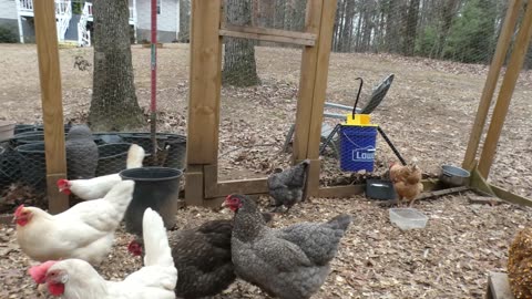 Chickens will do anything for fresh blueberries...?