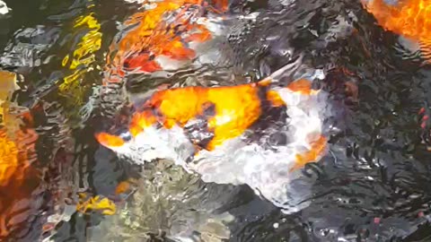 Hand Feeding Koi