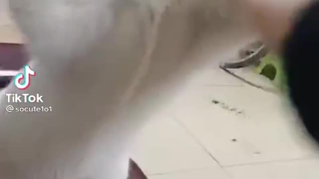 FUNNY CAT MUST WATCH🤣🤣🤟