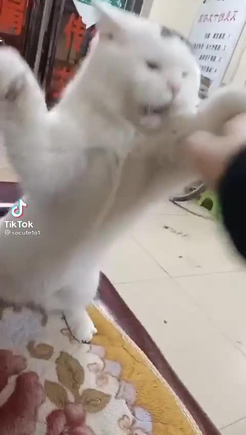 FUNNY CAT MUST WATCH🤣🤣🤟