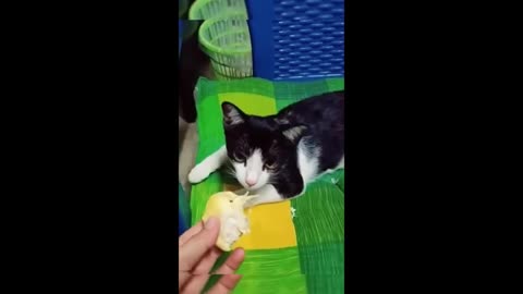 Funny animal videos|Cute animal videos |Funny dog&cat videos|Hilarious pet videos|funny video