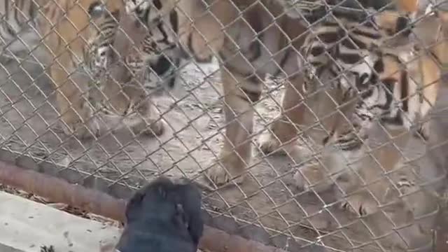 puppy vs tigers