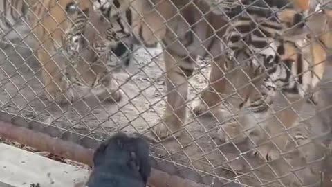 puppy vs tigers