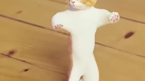 cat funny dance