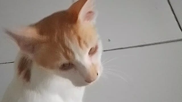 This cat always wants to be close
