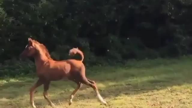 Horse 🐴🐴🐴🐴