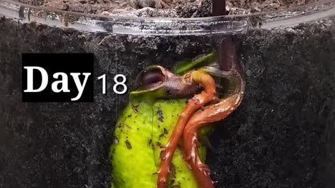 Amazing timelapse video of new seedlings growing from new seeds