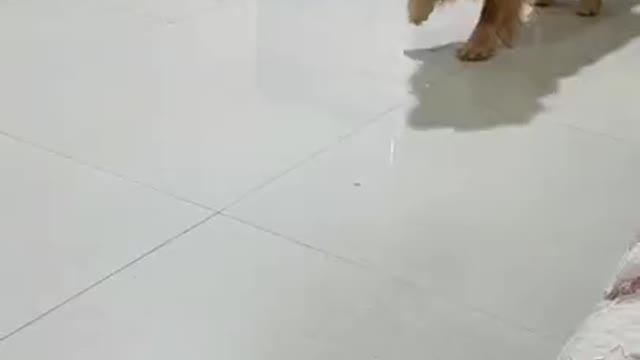 Cute Dog Making Fun Of Its Owner😂