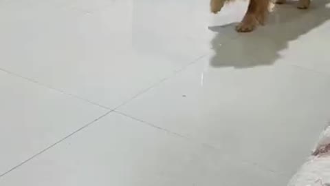 Cute Dog Making Fun Of Its Owner😂