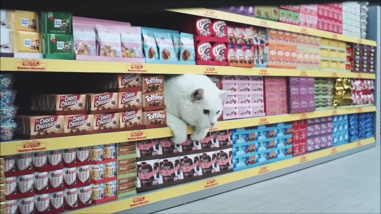 Cat Supermarket!