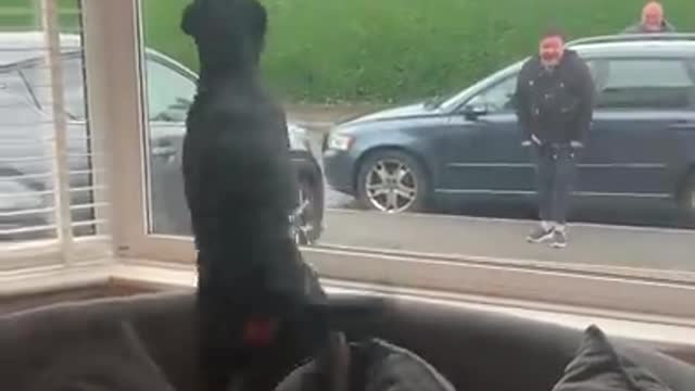 Rottweiler extremely happy to see grandparents 😍 🥰