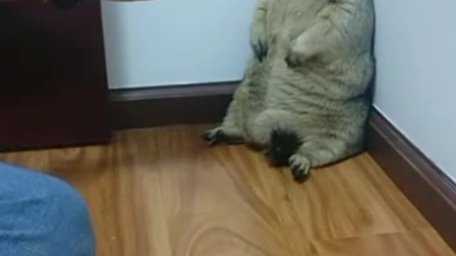 The face has been used to crazy master, Marmot thought: calm calm