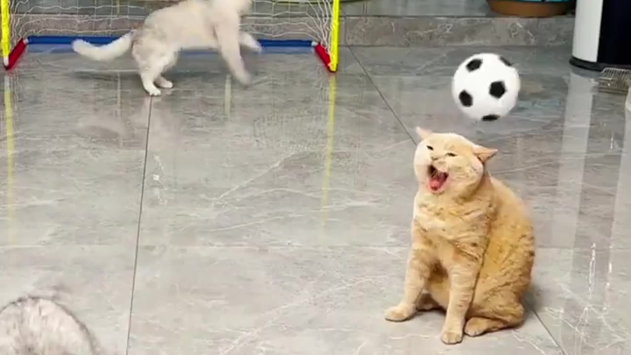 Funny cats playing games