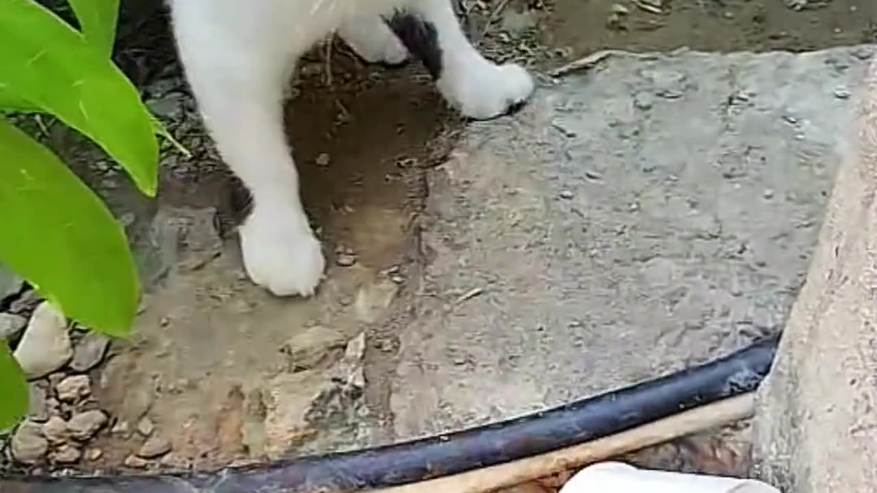 Funny animals videos | Cute animal videos | Funny Dog&Cats videos |Hilarious pet video| Funny video