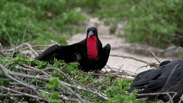 The bird flaunts its impressive feathers