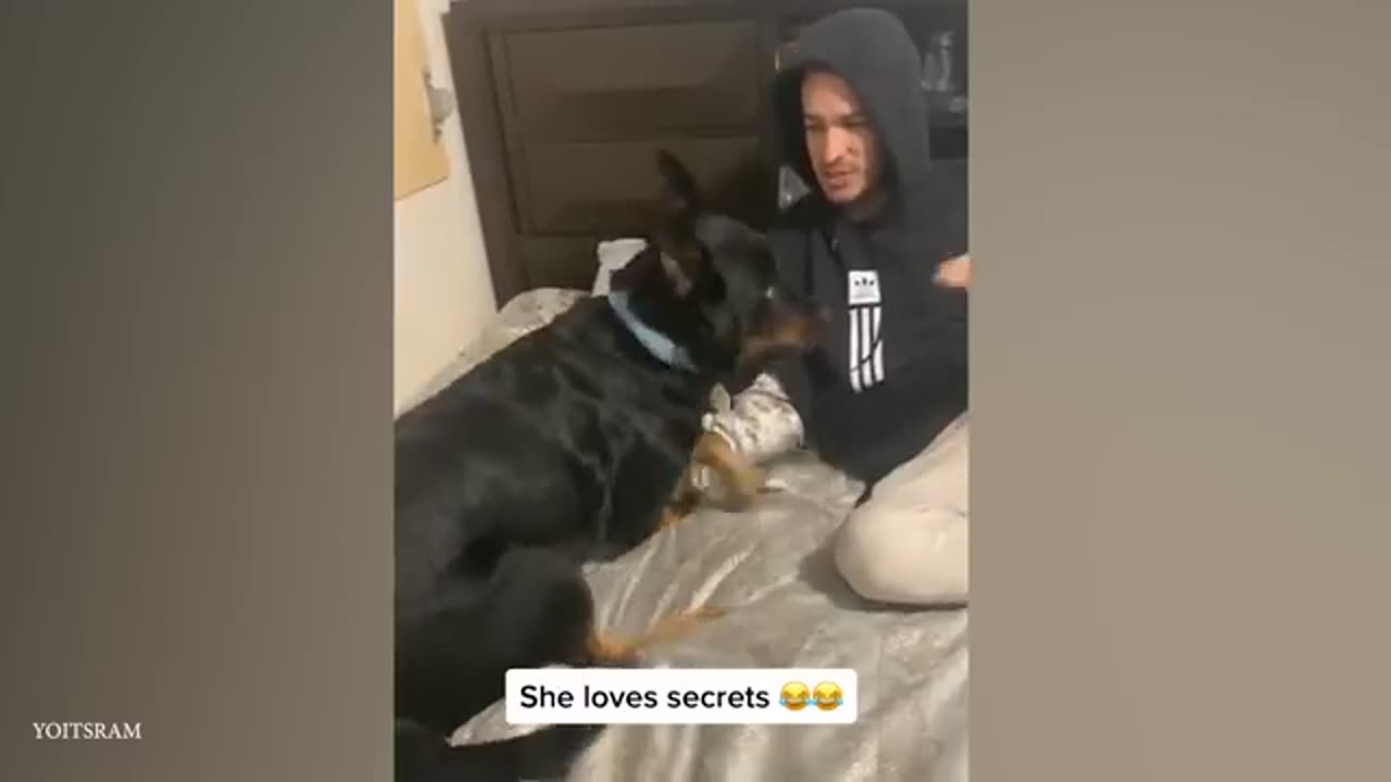 When your dog is like your sibling 🤣 Funny Dog and Human