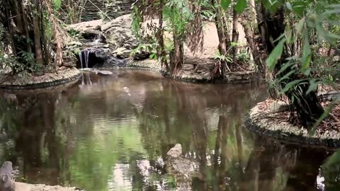 Crocodile attaque buffle