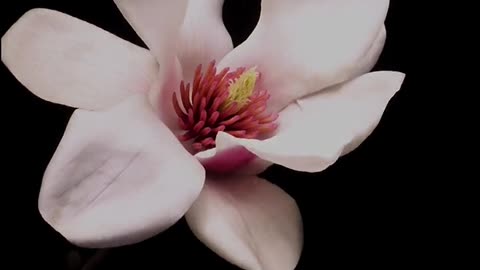 Time Lapse Flower