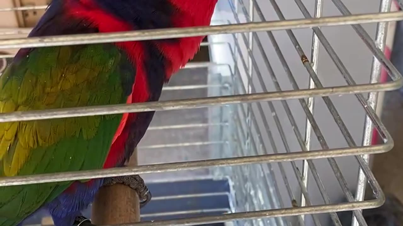 Talking Parrot Whistling