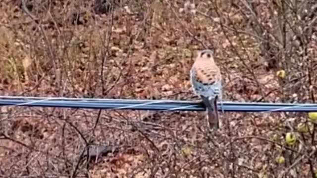 American Kestrel in Rain