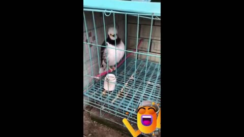 Funny and Cute Parrot Videos That Will Change Your Mood For Good