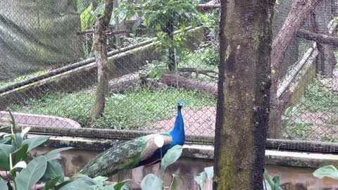 Peacock @ National Zoo Malaysia